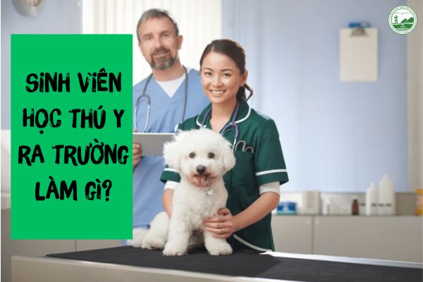 sinh vien hoc thu y ra truong lam gi